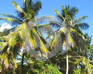 Beautiful tall coconut palm trees on island in Caribbean, Dominican Republic. Jungle Landscape Exotic Paradise