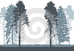Beautiful tall fir and pine trees, silhouette of forest. Vector illustration