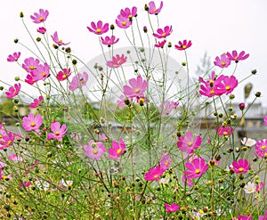 Beautiful tall flowers with purple petals Cosmos bipinnatus