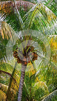 Beautiful tall palm tree in a park on a beach