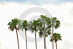 Beautiful tall palm trees