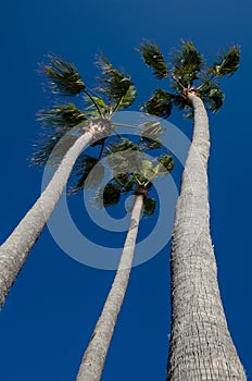 Beautiful tall palm trees on the coast of Laguna Beach California on a sunny summer day against bright blue sky. Portrait view