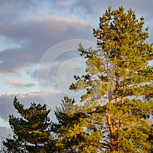 Beautiful tall pine trees Pinus silvestris against the blue sky with clouds in the rays of the setting sun.