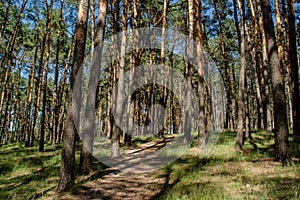 Beautiful tall pines trees in the forest