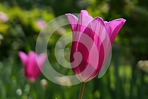 Beautiful tall pink chalice od Didiers Tulip (Tulipa Gesneriana), variety possibly Lily-Flowering tulip