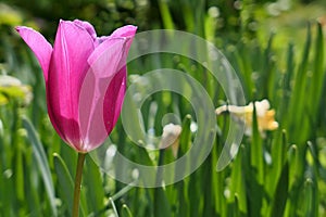 Beautiful tall pink chalice od Didiers Tulip (Tulipa Gesneriana), variety possibly Lily-Flowering tulip
