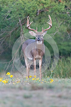 Beautiful tall tines whitetail buck in vertical format for magazine covers