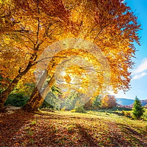 Beautiful tall tree with golden leaves - amazing autumn landscape