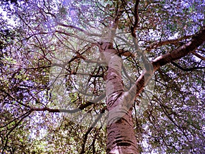 Beautiful and tall tree in a park