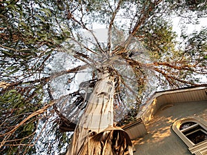 A beautiful tall tree sheds bark. Autumn photo