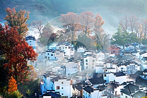 The beautiful tall trees and dwellings in the village