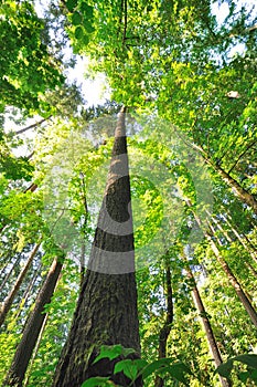 Beautiful Tall trees of Oregon