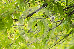 Beautiful tamarind leaves in soft focus and tree blur background concept