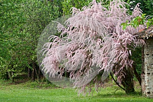 Beautiful tamarix in bloom