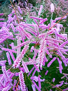 Beautiful Tamarix ramosissima pink flowers