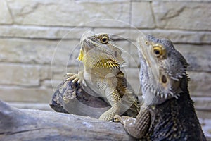 Beautiful tame yellow-gray iguanas that live in the terrarium