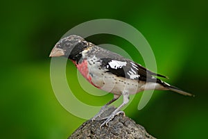 Beautiful tanager in the green habitat. Rose-breasted Grosbeak, Pheucticus ludovicianus, exotic tropic grey and red bird form Cos photo