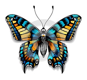 Beautiful tattoo for your chest. Blue Machaon butterfly. Tropical realistic butterfly with shadow. Female symbol