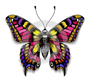 Beautiful tattoo for your chest.Colorful Machaon butterfly.Tropical realistic butterfly with shadow.Symbol of femininity photo