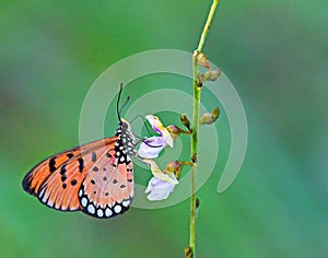 Beautiful Tawny Coster orange butterfly taking nectar from a small flower
