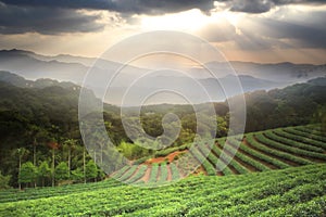 Beautiful tea darden with nice sunset and tea tree green