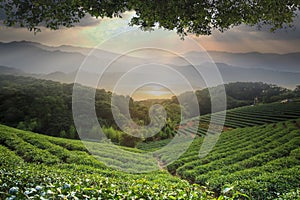 Beautiful tea darden with nice sunset and tea tree green