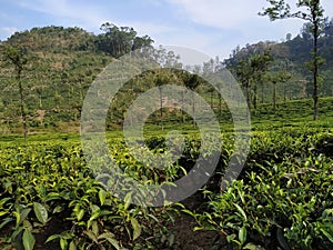 Beautiful tea estate in thekkady