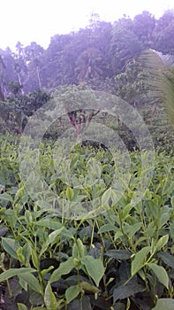 This is beautiful tea farm in sri lanka