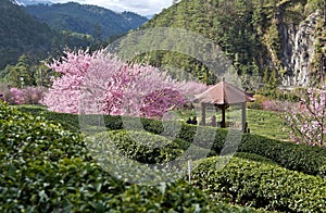 Beautiful Tea Garden in Taiwan
