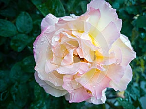 A beautiful tea-hybrid rose, white and pink shade