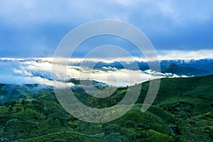 Beautiful tea plantation hills covered by mist