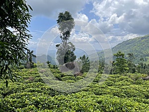 Beautiful tea plantation landscape of green valleys . Sri Lanka