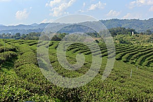 Beautiful tea plantation on mountain