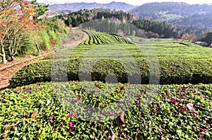 Beautiful tea plantation scenery in south korea