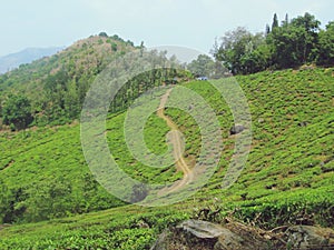 Beautiful Tea plantation in Wayanad Meppadi