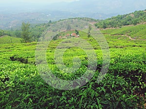 Beautiful Tea plantation in Wayanad Meppadi