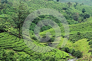 Beautiful tea plantations in the western ghats