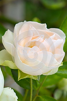 a beautiful tea rose bud on a summer background
