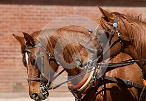 Beautiful team of horses pulling stagecoach