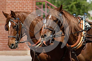 Beautiful team of horses pulling stagecoach