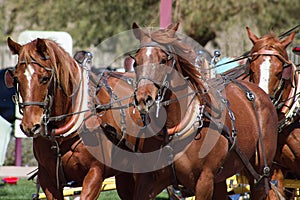 Beautiful team of horses pulling stagecoach