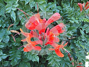 The beautiful Tecoma capensis flower in garden