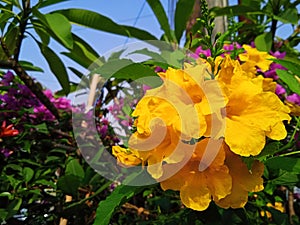 Beautiful tecoma stans flowers bloom perfectly in the yard.