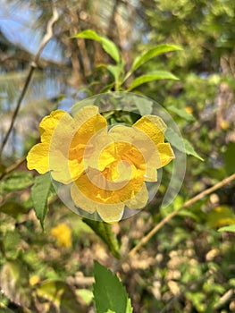 beautiful Tecoma stans flowers in the garden