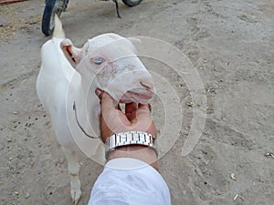 Beautiful Teddy Female Goats Red nose and rose color head