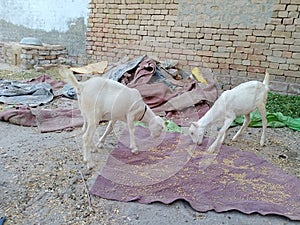 Beautiful Teddy Female Goats Red nose and rose color head