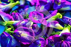 The beautiful of telang flowers. the colors is purple.