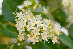 Beautiful Tembusu Plant, Kan Krao flowers or Fagraea Fragrans