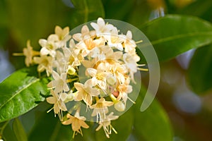 Beautiful Tembusu Plant, Kan Krao flowers or Fagraea Fragrans