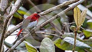 Beautiful Temminck's Sunbird (Aethopyga temminckii) in montane forest Sabah ,Borneo